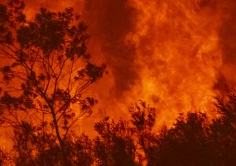 CFMEU calls on construction industry to support bushfire affected communities